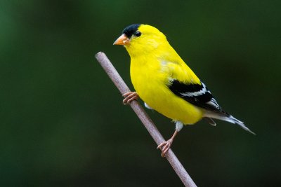 GOLDFINCH