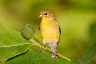 GOLDFINCH