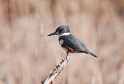 KINGFISHER, BELTED