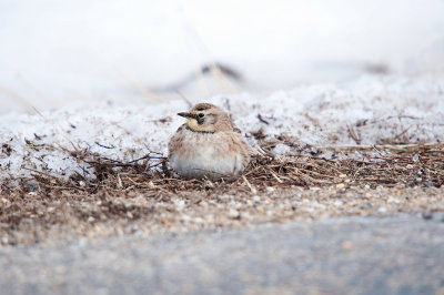 LARK, HORNED