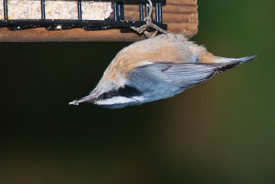 NUTHATCH, RED-BRESTED