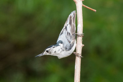 NUTHATCH, WHITE-BREASTED