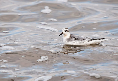 PHALAROPE, RED