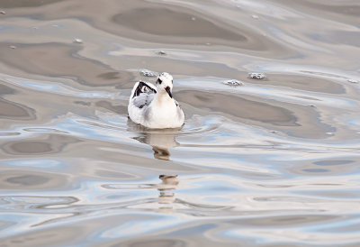 PHALAROPE, RED