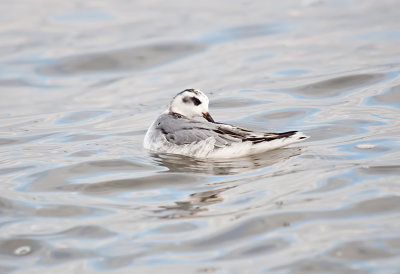 PHALAROPE, RED