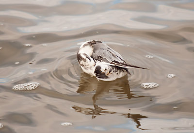 PHALAROPE, RED