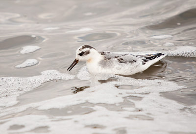 PHALAROPE, RED