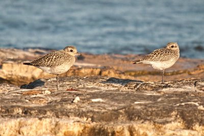 PLOVER, GOLDEN