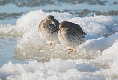 SANDPIPER, PURPLE