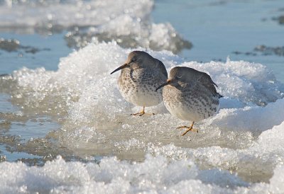 SANDPIPER, PURPLE