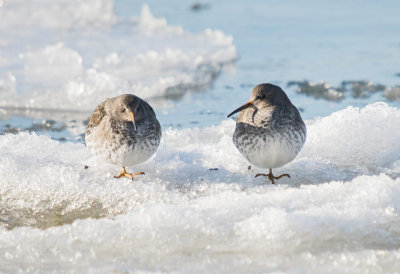 SANDPIPER, PURPLE