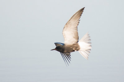 TERN, BLACK