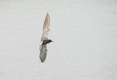 TERN, BLACK