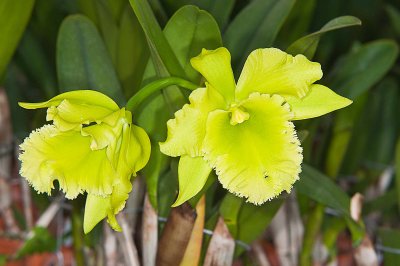 Brassolaeliocattleya Ports of Paradise 'Emerald Isle' FCC/AOS