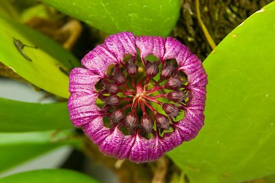 Bulbophyllum puchellum viatropurpureum 'Polopei'