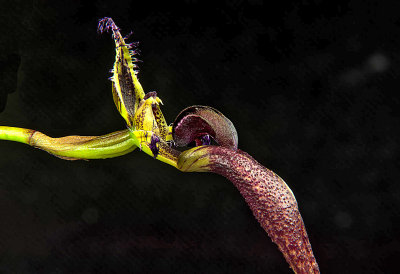 Bulbophyllum Fascination 'Chianti'