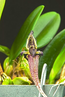 Bulbophyllum Fascination 'Chianti'