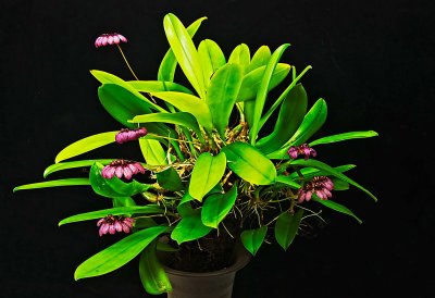 Bulbophyllum puchellum viatropurpureum 'Polopei'