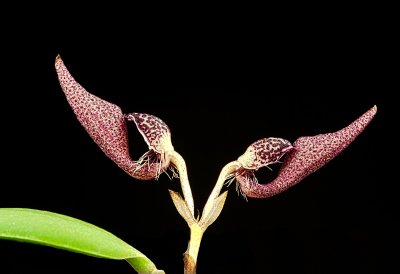 Bulbophyllum mirum