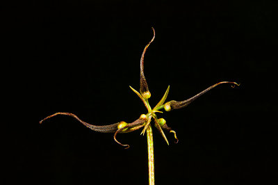 Bulbophyllum rothschlidianum 'Red Chimney' FCC/AOS