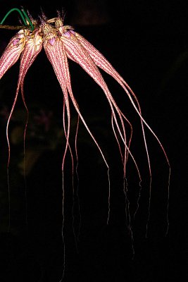 Bulbophyllum Elizabeth Ann 'Buckleberry'