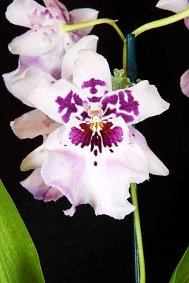 Beallara Purple Haze 'Jimi Hendrix'