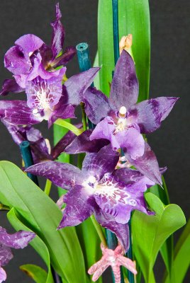 Beallara Peggy Ruth Carpender 'Jem'