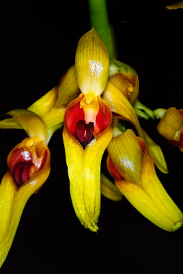Bulbophyllum graveolens 'Mont Millais' FCC/AOS