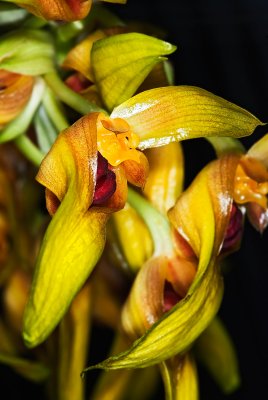 Bulbophyllum graveolens 'Mont Millais' FCC/AOS