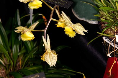 Catasetum fimbrialum