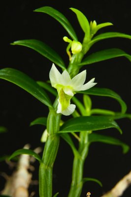 Den. oligophylium