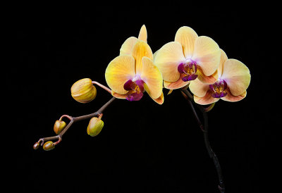 Dtps. Sin Yuan Golden Beauty