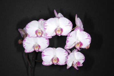 Dtps. Minho Princess 'Flying HCC/AOS