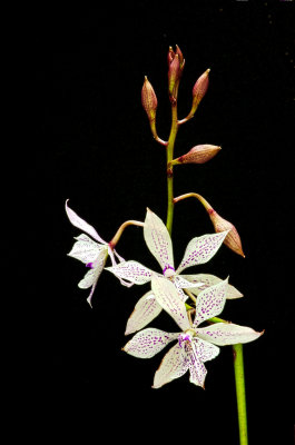 Epidendrum (Cau. bicornuim x Epi. stamfordanum) 'Paradise'