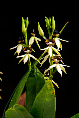 Epidendrum 'Green Hornet'