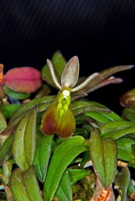Epidendrum propax