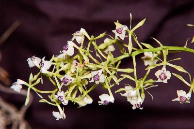 Epidendrum pilliferum