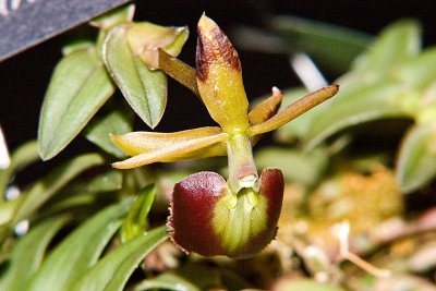 Epidendrum 'Panama Ruby'