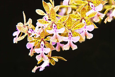 Epidendrum stamfordianum 'Crownfox Pink Glow'