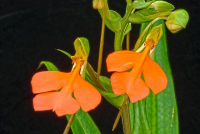 Habenaria rhodocheila