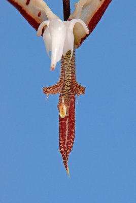 Gongora chocoensis