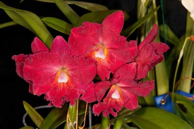 Hasegowaara Red Stella 'Jerry'