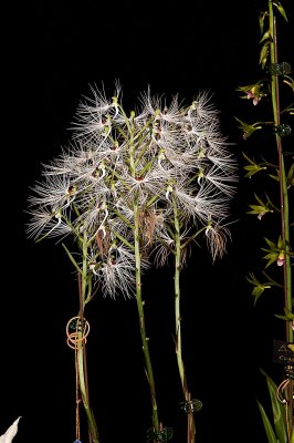 Habenaria medusa 'Cat's Wiskers'