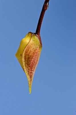 Gongora chocoensis