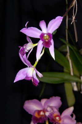 Lealia anceps 'Irwins'  AM/RHS