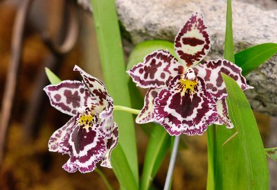 Odontoglossum Margare Holm 'Alpine'