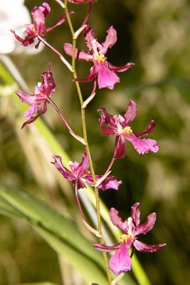 Odontocidium Elke Stolz