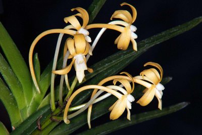 Neofineta falcata