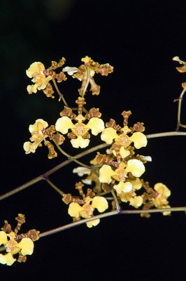 Oncidium Style Orchids