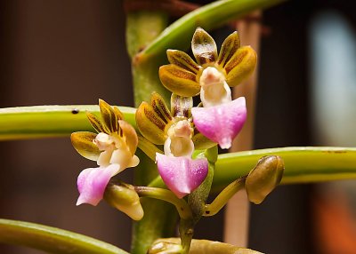 Petatantheria insectifera